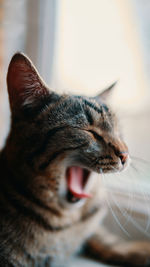Close-up of cat