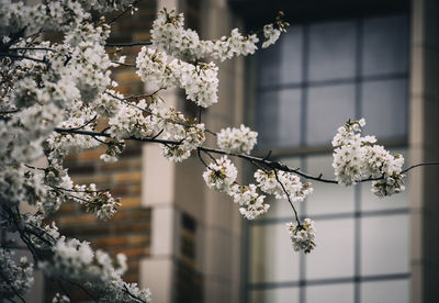 Close-up of cherry blossom tree