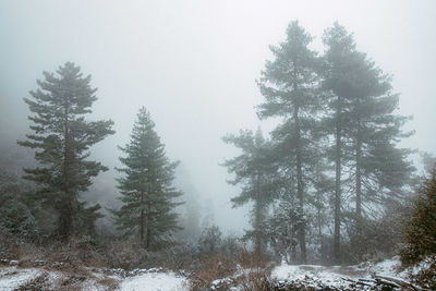 Snow covered pine trees in forest against sky