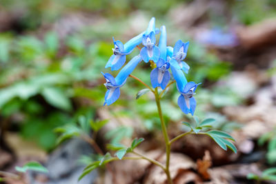 plant