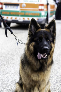 Close portrait of a german sheperd