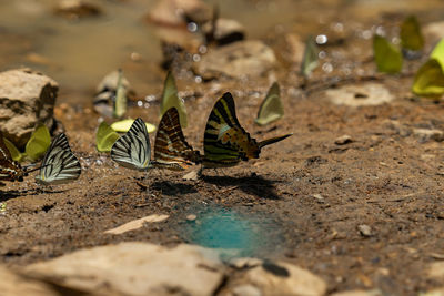 High angle view of a bird