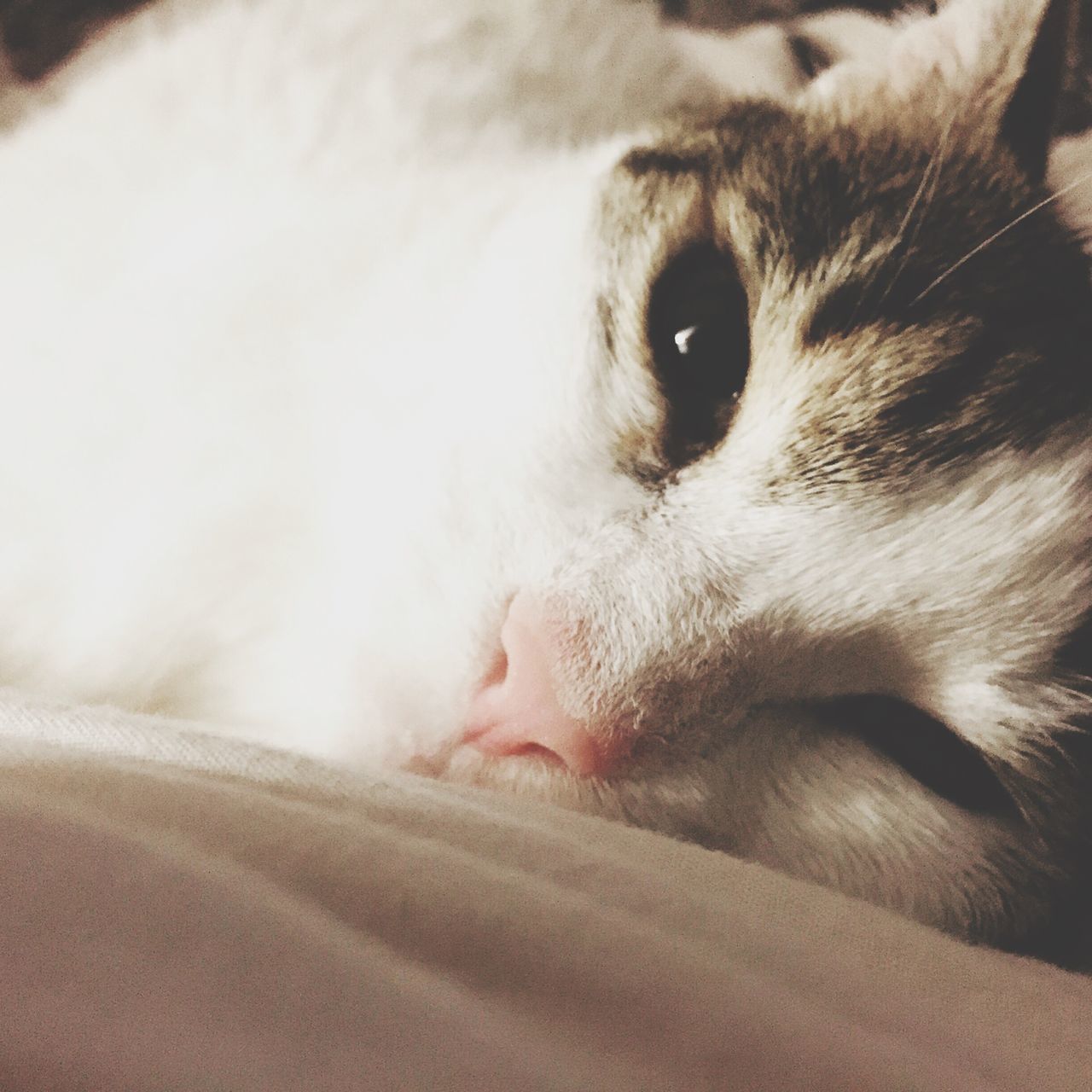 pets, domestic animals, mammal, domestic cat, close-up, relaxation, animal head, portrait, resting, lying down, whisker, feline, animal body part, no people, selective focus, focus on foreground, home, alertness, cute, snout, animal eye