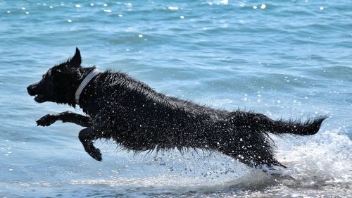 Dog running in sea