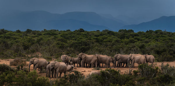 Elephants on landscape against sky