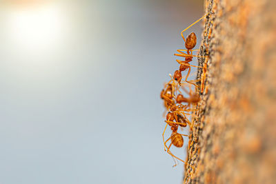 Fire ant on branch in nature ,selection focus only on some points in the image.