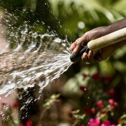 Cropped hand spraying water to plants