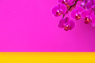 Close-up of pink flowering plant against blue background