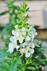 Close-up of white flowering plant