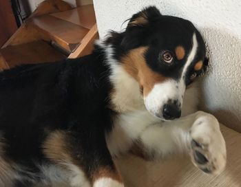 High angle portrait of dog relaxing at home