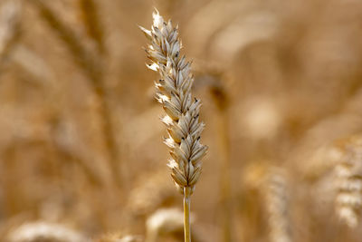 Grain culm with a grain field in the background