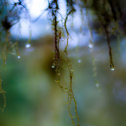 Close-up of wet spider web on plant