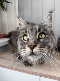 pet