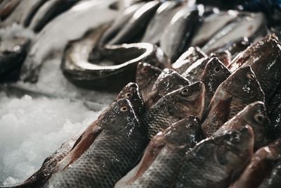 Close-up of fish for sale in market
