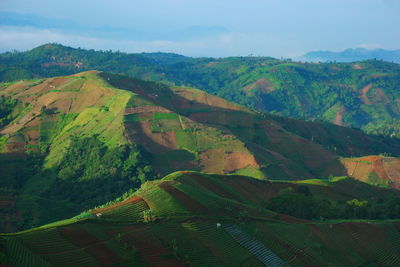 Scenic view of agricultural landscape against sky