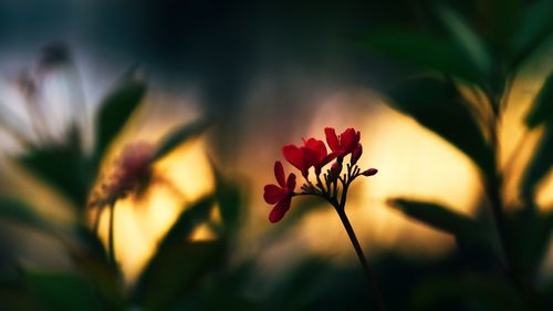 Close-up of red flower blooming outdoors