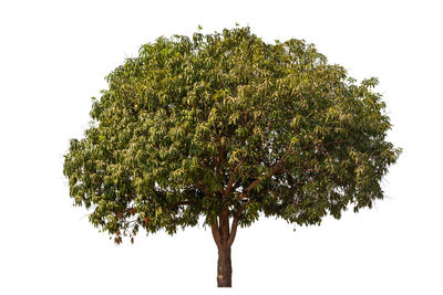 Low angle view of tree against sky