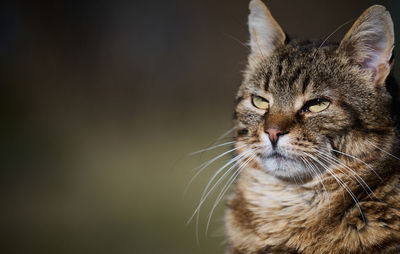 Close-up of cat