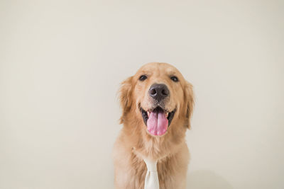 Portrait of dog against wall