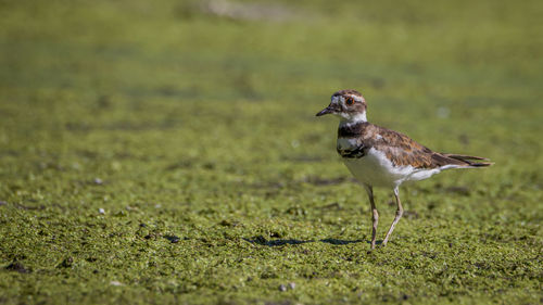 Side view of a bird on land