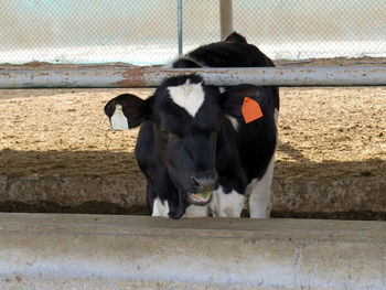 Cow in a cowshed