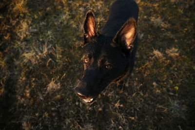 High angle view of dog on field