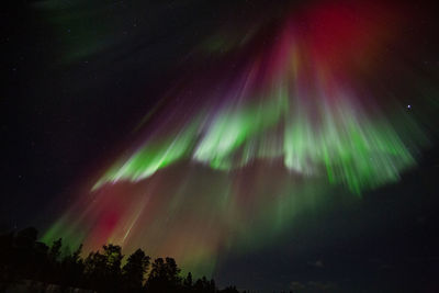 Low angle view of trees against sky at night