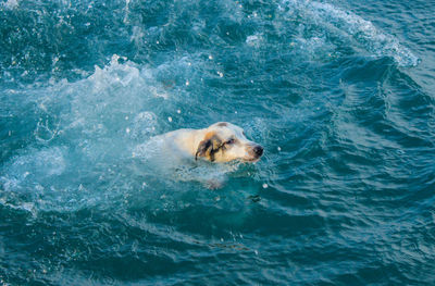 Portrait of dog swimming in sea