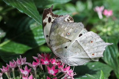 Close-up of butterfly pollinating on pink flower