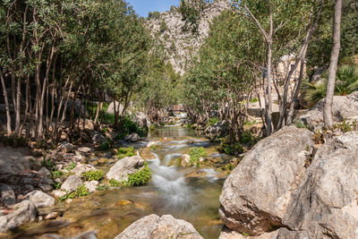 Scenic view of waterfall in forest