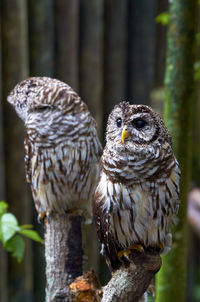 Close-up of owl perching on branch