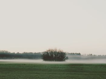 Trees on field against clear sky