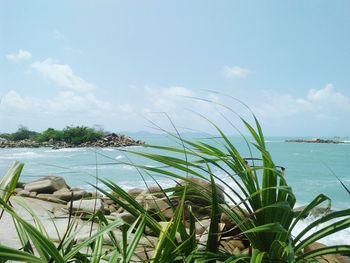 Plants growing on beach against sky