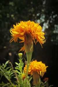 Close-up of yellow flower