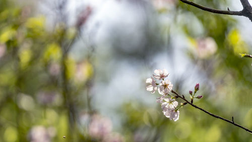 Close-up of cherry blossom on tree