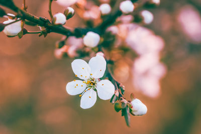 Blossoming spring branch of a fruit tree with white flowers. shallow depth of field