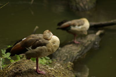 Close-up of bird perching on a fallen tree