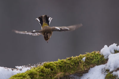 Close-up of bird flying over snow