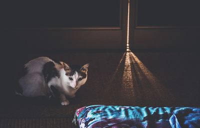 Close-up of cat resting