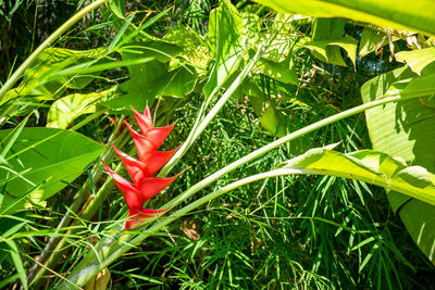 Close-up of red chili pepper plant on field