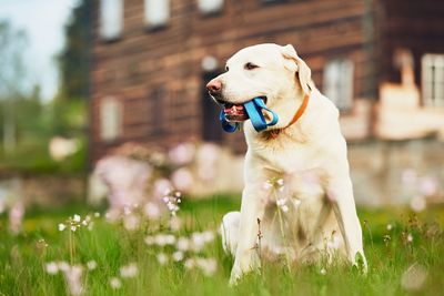 Dog sitting on grass