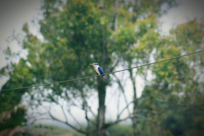 Bird perching on a plant