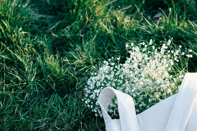 Close-up high angle view of grass