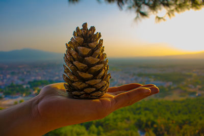 Cropped hand holding pine cone against sky during sunset