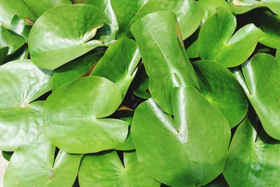 Full frame shot of fresh green leaves
