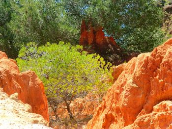 Trees growing on rock