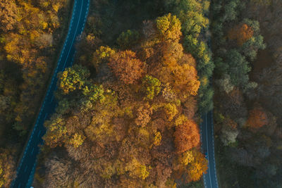 High angle view of yellow trees in forest