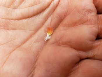 Close-up of hand holding leaf