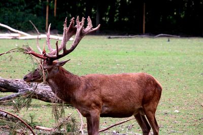 Deer in a field