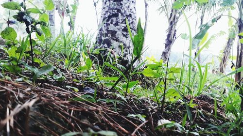 Close-up of grass growing on field